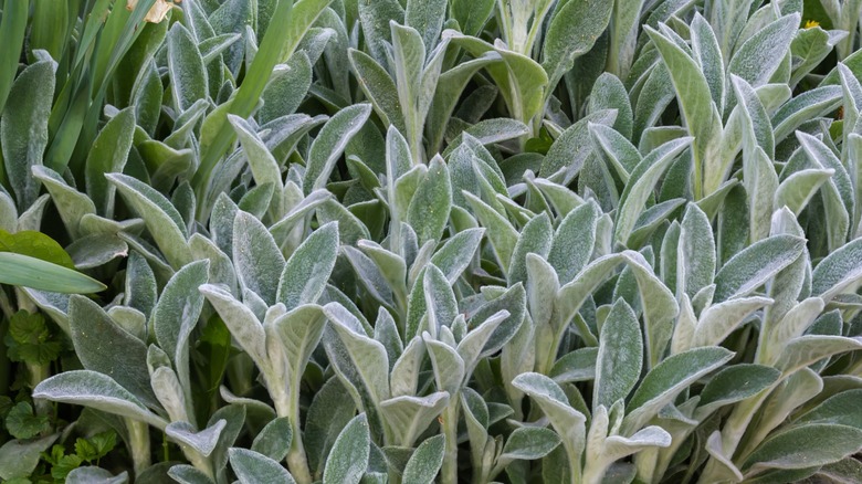 A patch of lamb's ear