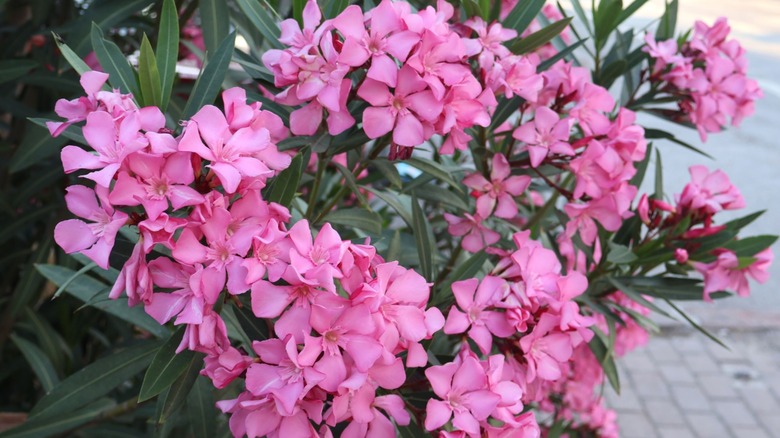 Some pink oleander plants in a shady spot