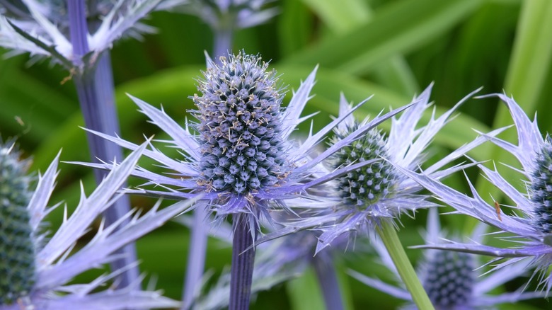 A close up shot of some sea holly flowers