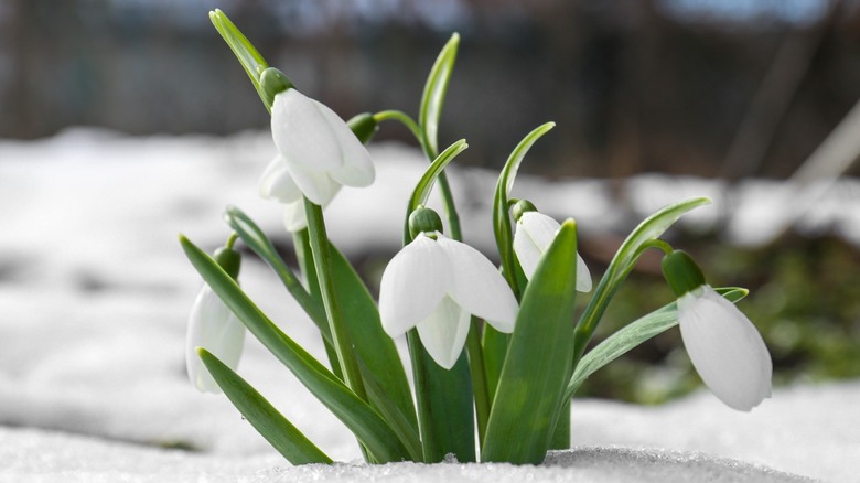 A close-up of snowdrops