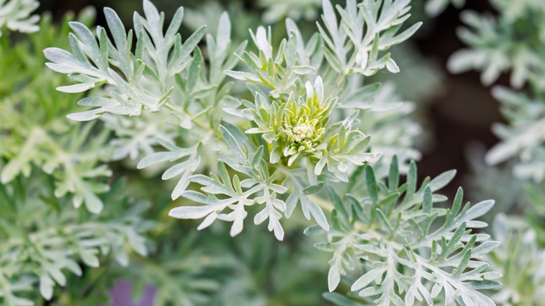 Wormwood flowers in a garden
