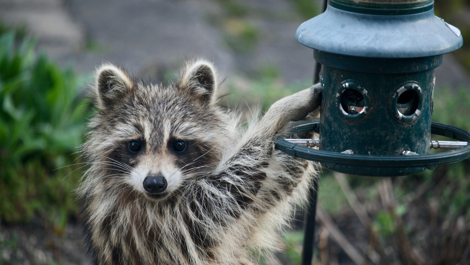 Keep Raccoons Away From Your Bird Feeder With One Kitchen Ingredient