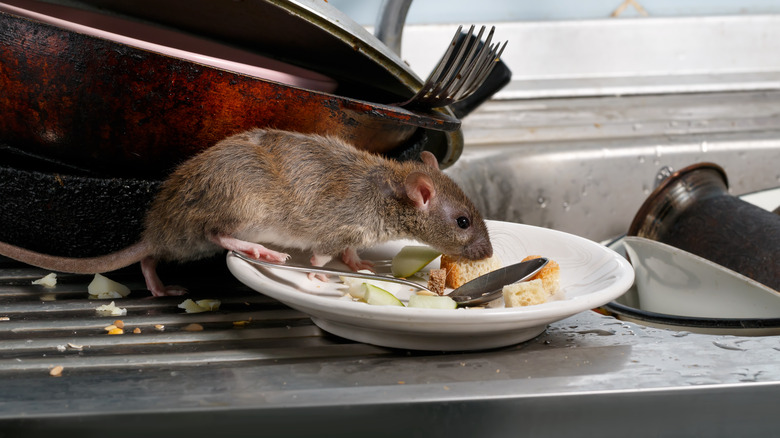 Rat on dirty dishes