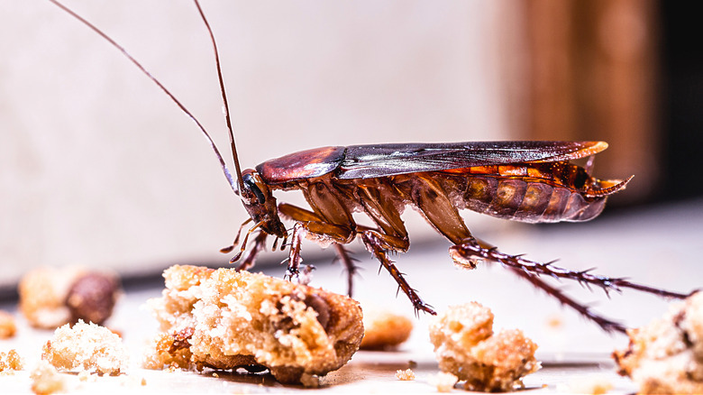 cockroach eating food crumb
