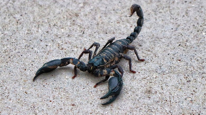 Scorpion on floor