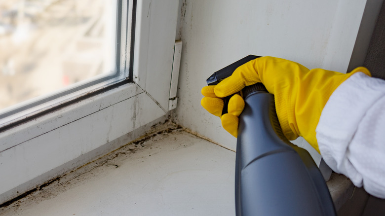 person spraying vinegar on window sill