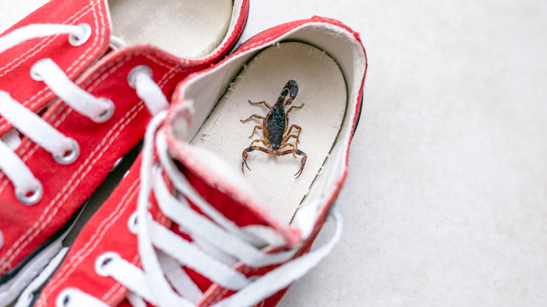 Scorpion in red tennis shoes