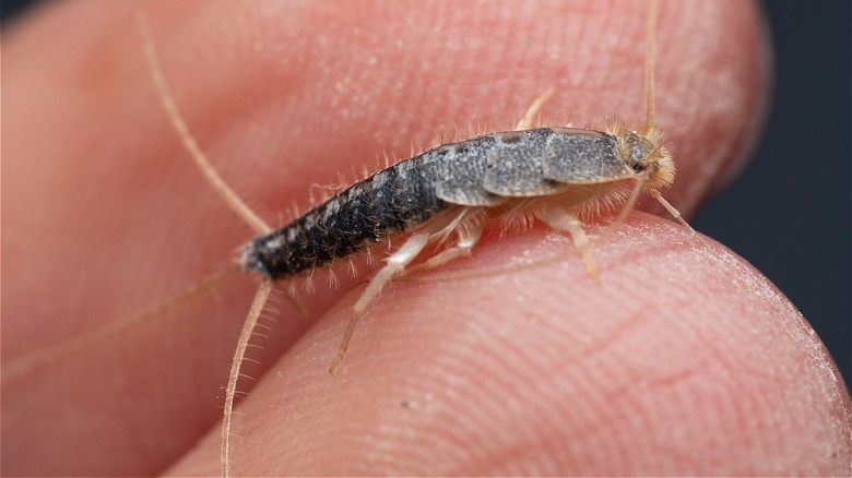 solitary silverfish crawling on fingers