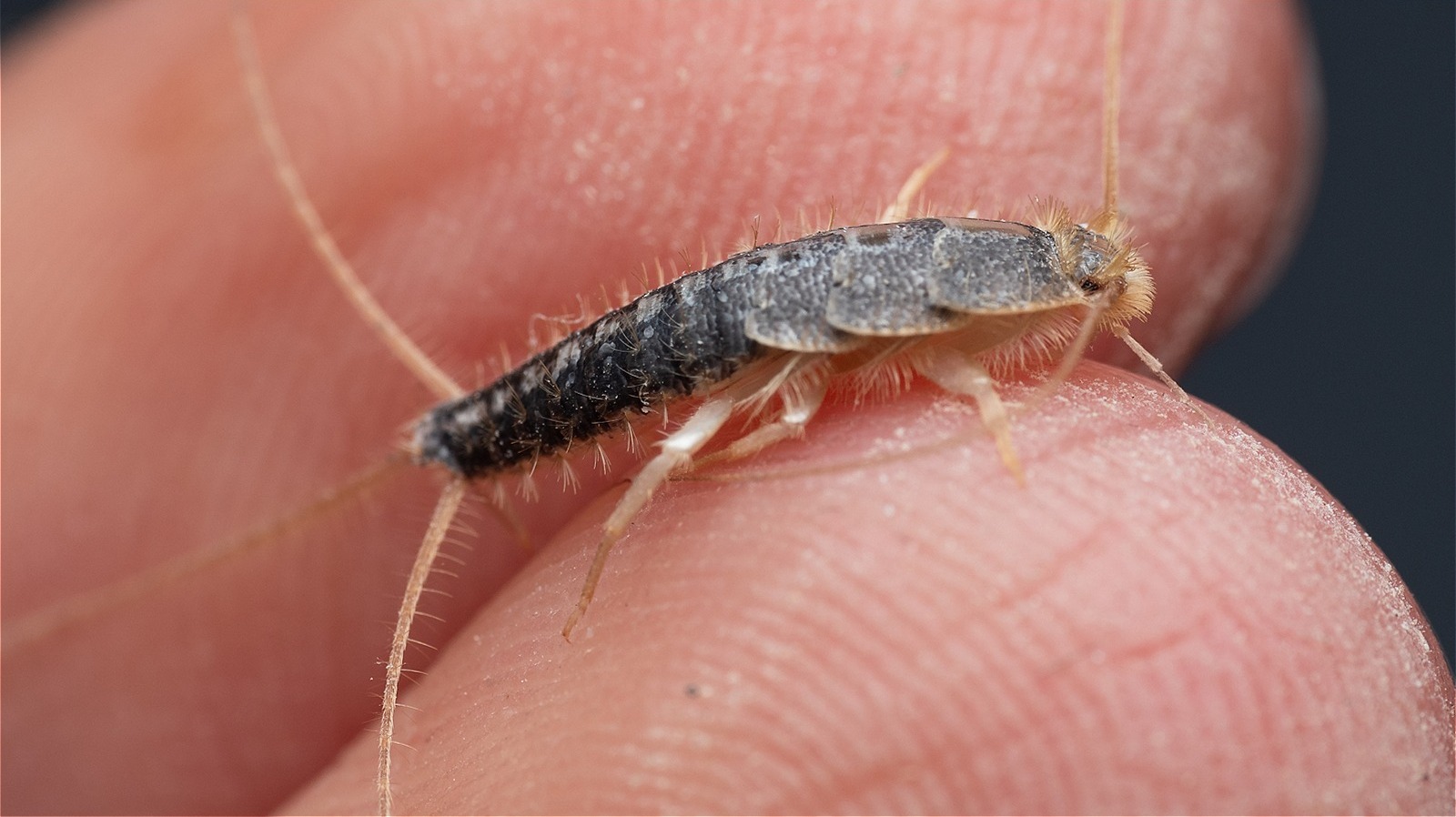 Keep Silverfish At Bay With One Earthy Cooking Ingredient