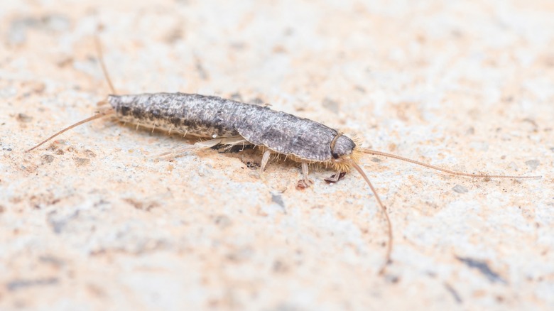 Silverfish on counter