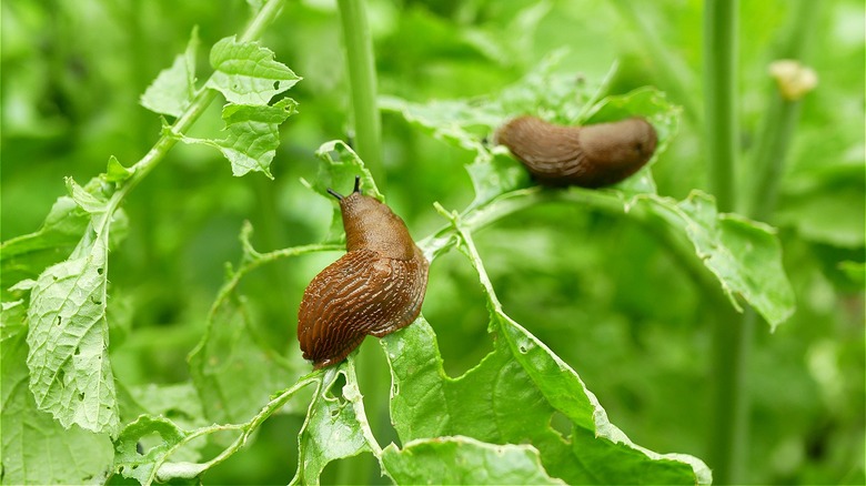 Slugs on veggie garden plant