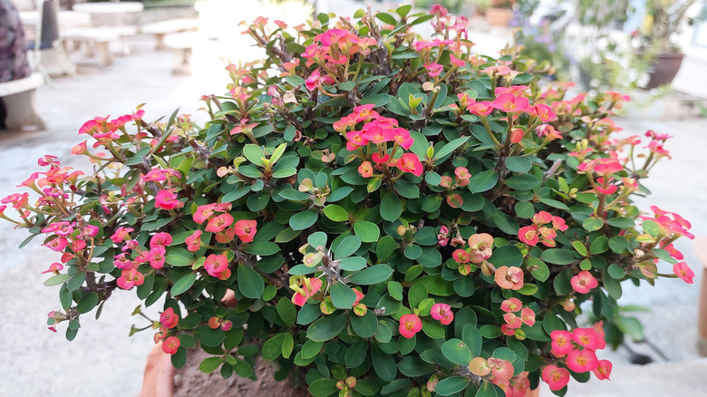 Euphorbia milii plant with red flowers.