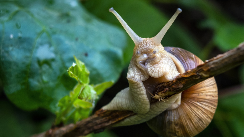 snail perched on plant twig
