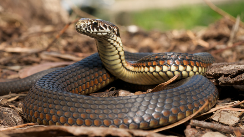 Snake coiled on ground