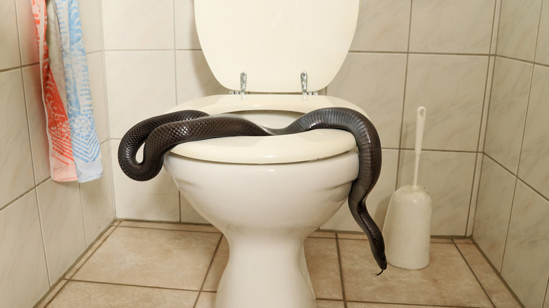 A black snake in the toilet
