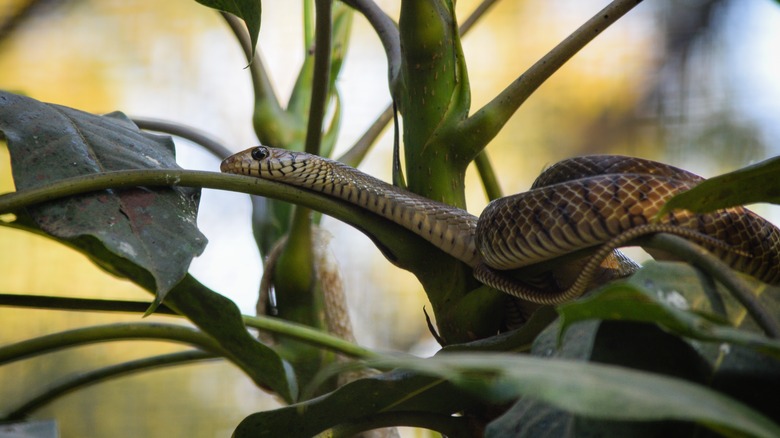 Snake on garden plant