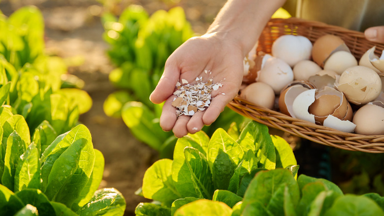 Crushed eggshells in woman's hand