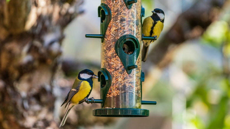 Birds eating from bird feeder