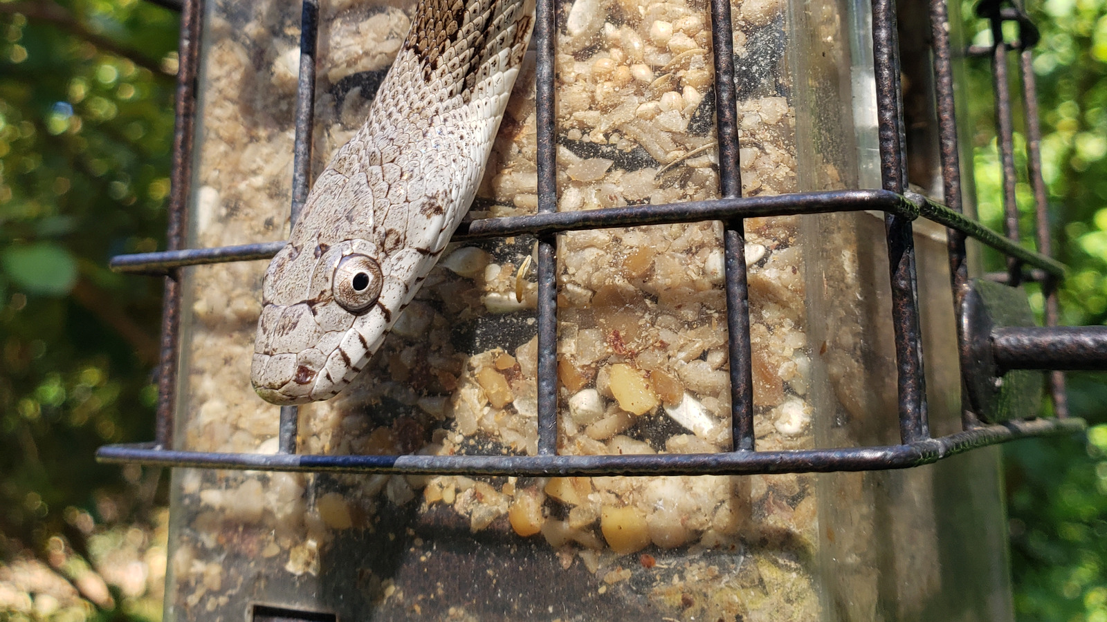 Should You Use Netting To Keep Snakes Away From Bird Feeders?