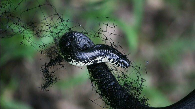 Snake trapped in a net