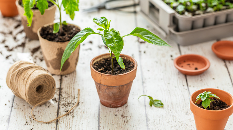 Small potted plants