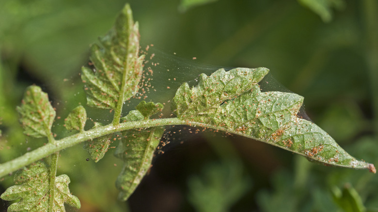 Spider mites on leaves