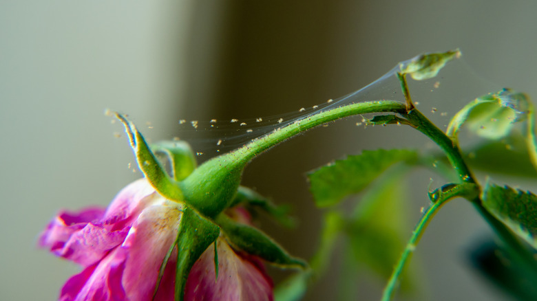 Spider mites on houseplant