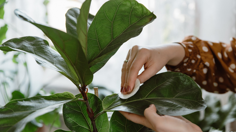 Person cleaning houseplant