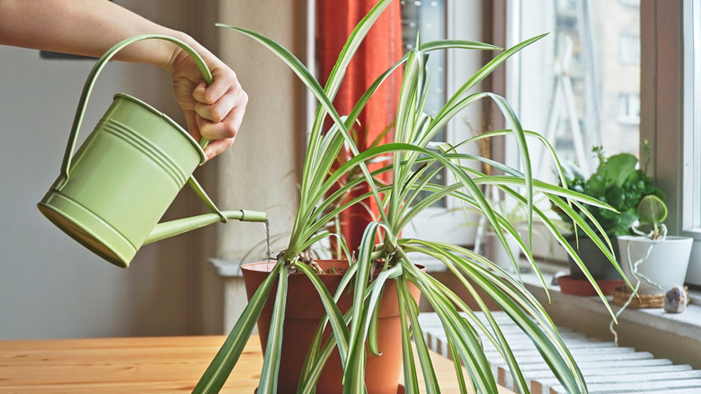 Person using green wateing can to water an indoor spider plant in a terra cotta pot