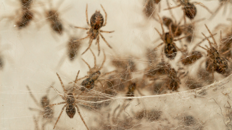Spider offspring spinning web