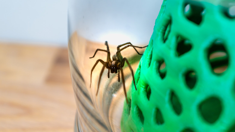 spider trapped under a glass
