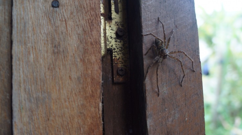 Spider on a door