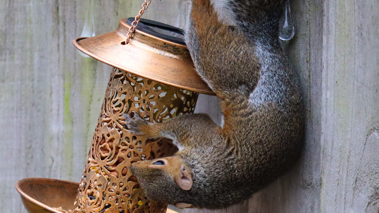 Squirrel hanging upside down on metal bird feeder
