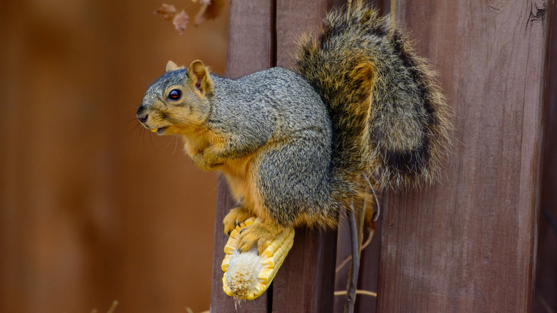 Squirrel perched on a corn cob feeder mounted on a board