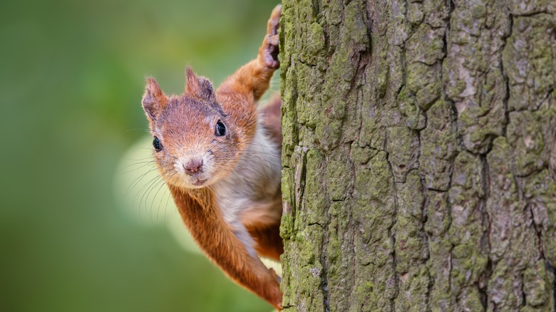 a squirrel peeking out from the side of a tree