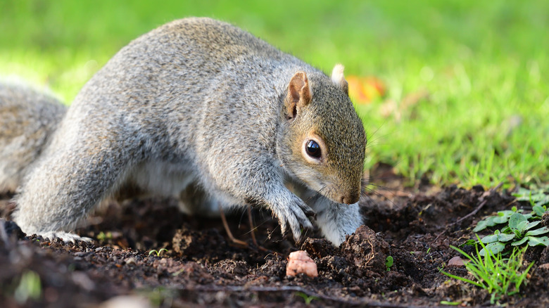 Squirrel digging in garden