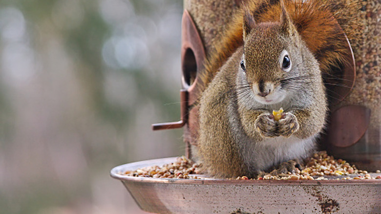 A squirrel enjoying bird seed