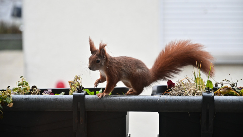 A squirrel in a planter box on a balcony