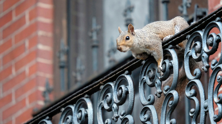 A squirrel on a balcony