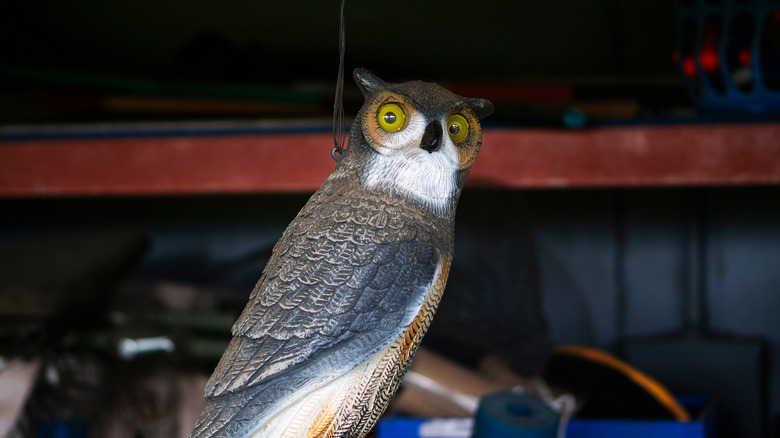 An owl decoy