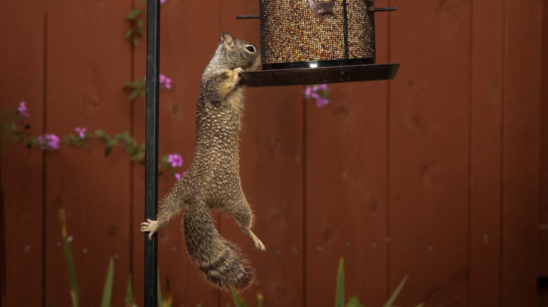 squirrel hanging on bird feeder