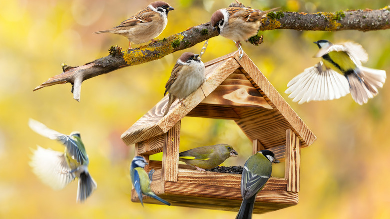 birds perched on feeder