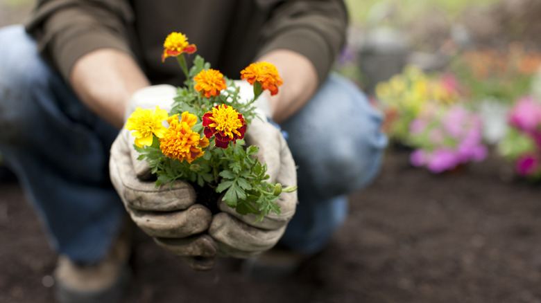 How to plant marigolds