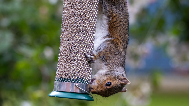 A squirrel hanging upside down eating birdseed from a mesh feeder with a green base.