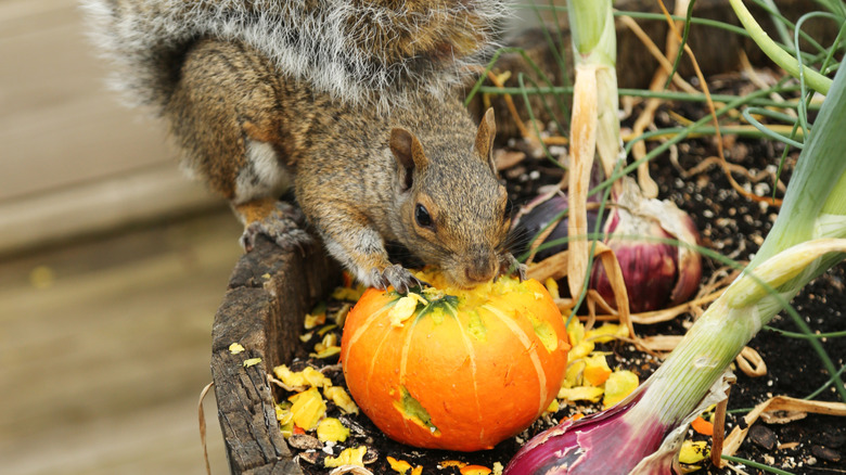 A squirrel tucking into vegetables in a garden
