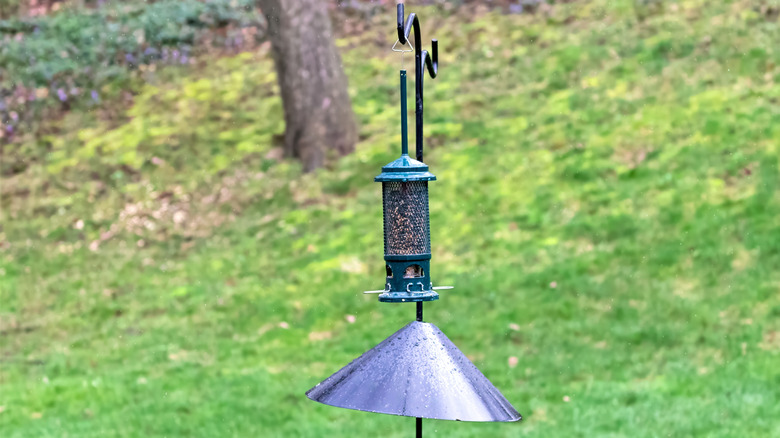 A squirrel on a feeder pole, blocked by a cone-shaped baffle