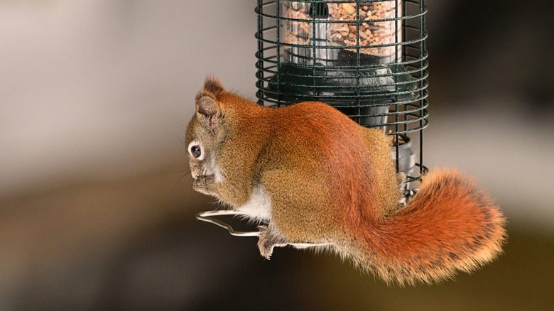 A squirrel standing on a cage-style squirrel-proof feeder