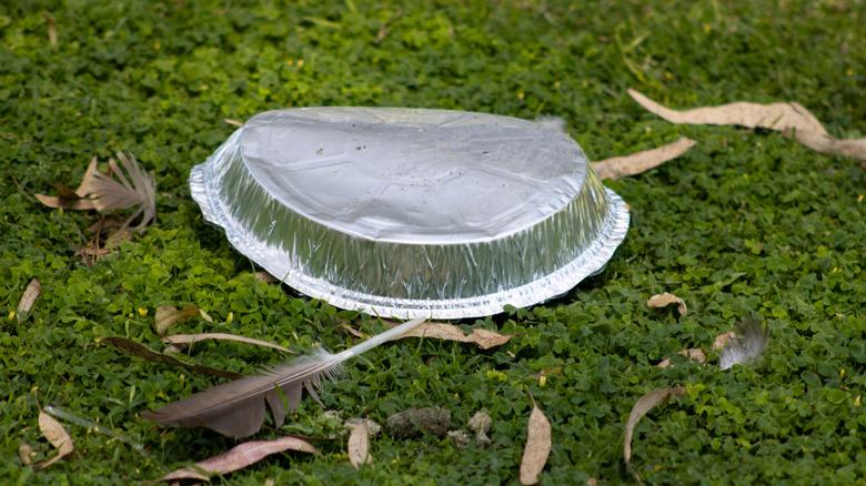 A foil pie tray on a lawn