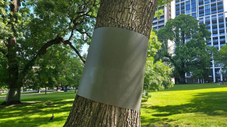A tree trunk with sheet metal wrapped around it to stop rodents from climbing