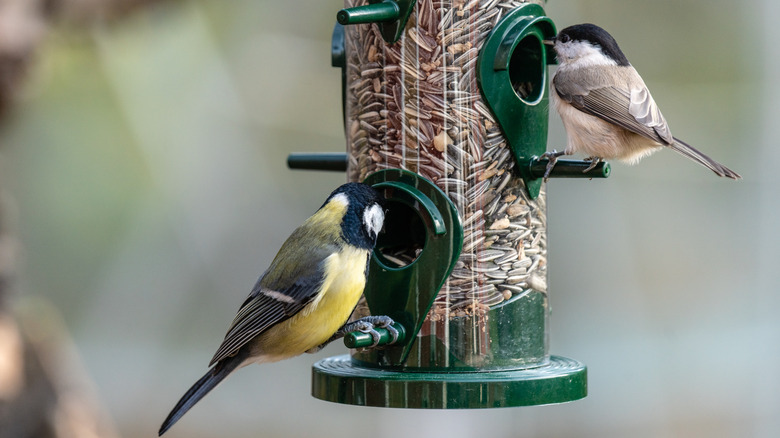 Birds feeding from a tube feeder